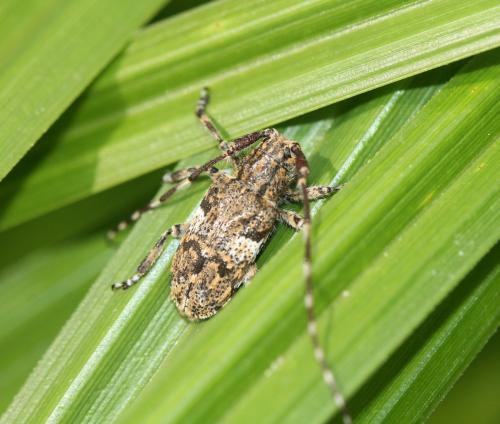 Mesosa nebulosa